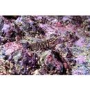 Eviota abax (Jordan et Snyder, 1901)