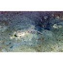 Oxyurichthys papuensis (Valenciennes, 1837)