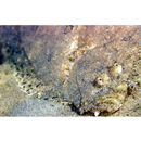 Asterorhombus intermedius (Bleeker, 1865)