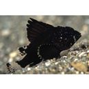 Neosebastes entaxis Jordan et Starks, 1904