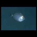 Acanthurus mata (Cuvier, 1829)