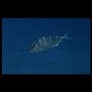 Seriola dumerili (Risso, 1810) or S. rivoliana Valenciennes, 1833