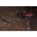 Chromis xanthura (Bleeker, 1854)