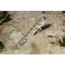 Vanderhorstia sp. 2 of Suzuki et Shibukawa (2004)