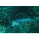 Scarus chameleon Choat et Randall, 1986