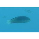 Cirrhilabrus melanomarginatus Randall et Shen, 1978