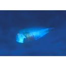 Iniistius celebicus (Bleeker, 1856)