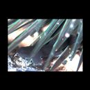 Bathygobius niger (Smith, 1960)