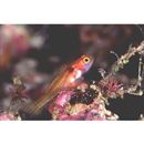 Trimma nomurai Suzuki et Senou, 2007