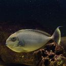 Naso vlamingii (Valenciennes, 1835)