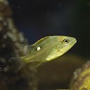 Lutjanus stellatus Akazaki, 1983