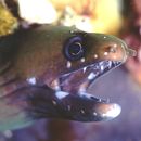 Gymnothorax chilospilus Bleeker, 1865