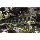 Scartella emarginata (Gunther, 1861)