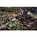 Scartella emarginata (Gunther, 1861)