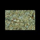 Grallenia arenicola Shibukawa et Iwata, 2007