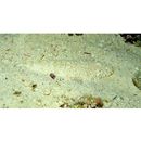 Sunagocia arenicola (Schultz, 1966)