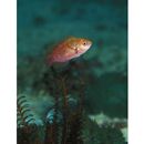 Cirrhilabrus lyukyuensis Ishikawa, 1904