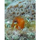 Neoclinus nudus Stephens et Springer, 1975