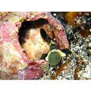 Astrabe flavimaculata Akihito et Meguro, 1988