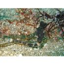 Hippocampus mohnikei Bleeker, 1854