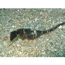 Hippocampus mohnikei Bleeker, 1854