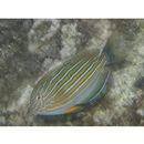 Acanthurus lineatus (Linnaeus, 1758)