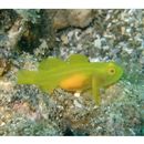 Lubricogobius exiguus Tanaka, 1915