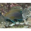 Pomacentrus bankanensis Bleeker, 1853