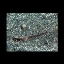 Favonigobius gymnauchen (Bleeker, 1860)