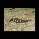 Eviota prasina (Klunzinger, 1871)