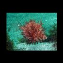 Chaetodermis penicilligera (Cuvier, 1816)