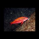 Parupeneus biaculeatus (Richardson, 1846)