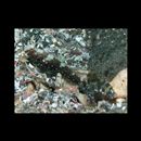 Cryptocentrus nigrocellatus (Yanagisawa, 1978)