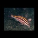 Parupeneus biaculeatus (Richardson, 1846)