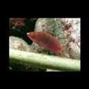 Cirrhilabrus lyukyuensis Ishikawa, 1904