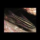 Ostorhinchus taeniophorus (Regan, 1908)