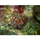 Ecsenius oculus Springer, 1971