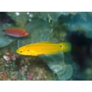 Bodianus bimaculatus Allen, 1973