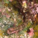 Ecsenius oculus Springer, 1971