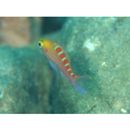 Pseudanthias flavoguttatus (Katayama et Masuda, 1980)