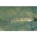 Oxyurichthys papuensis (Valenciennes, 1837)