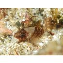 Scorpaenodes sp