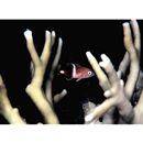 Bodianus perditio (Quoy et Gaimard, 1834)