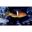 Bodianus perditio (Quoy et Gaimard, 1834)