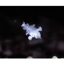 Macropharyngodon meleagris (Valenciennes, 1839)