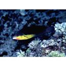 Anampses twistii Bleeker, 1856