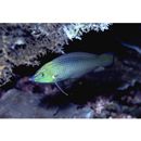 Halichoeres leucurus (Walbaum, 1792)