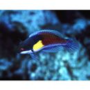 Cirrhilabrus lyukyuensis Ishikawa, 1904