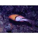 Bodianus anthioides (Bennett, 1832)