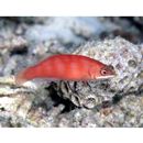 Pseudocheilinus evanidus Jordan et Evermann, 1903